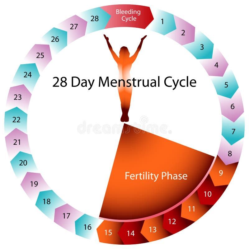 How Cycle Length Affects Your Due Date
